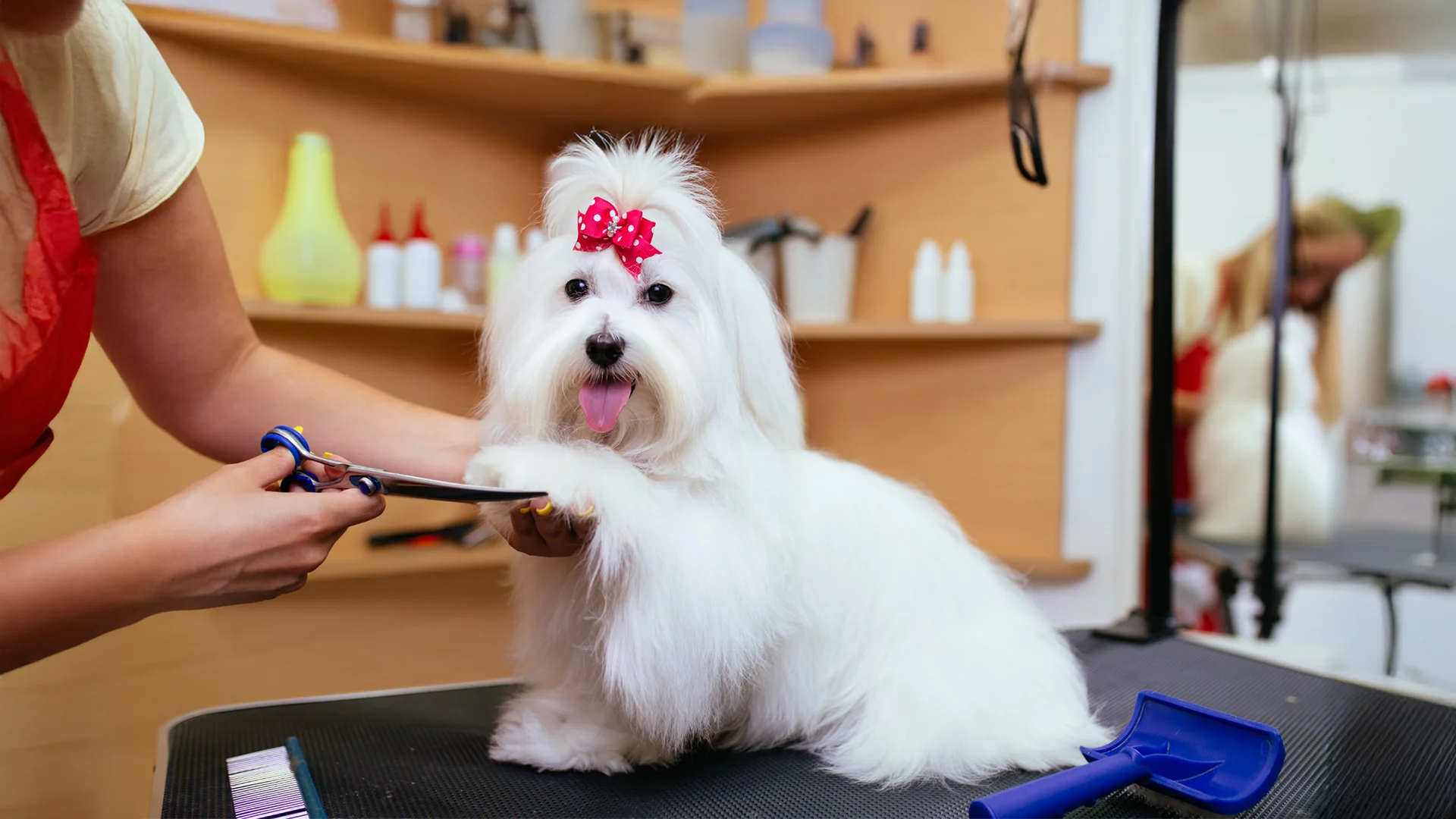 White Maltese dog with red bow getting a paw trim on grooming table at a pet salon.