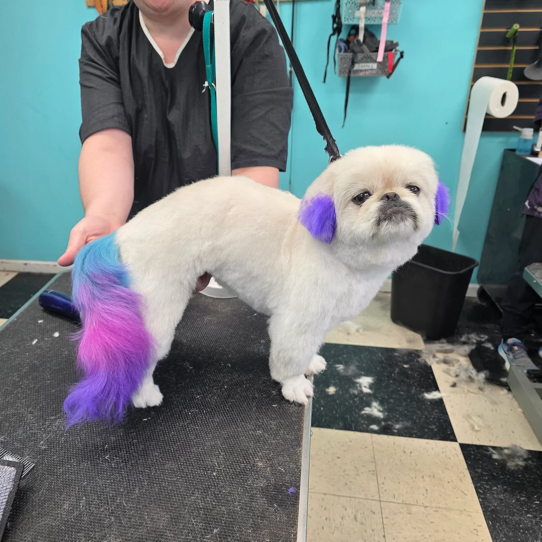 White dog with purple ears and a rainbow-dyed tail standing on grooming table at Empire Pets salon.
