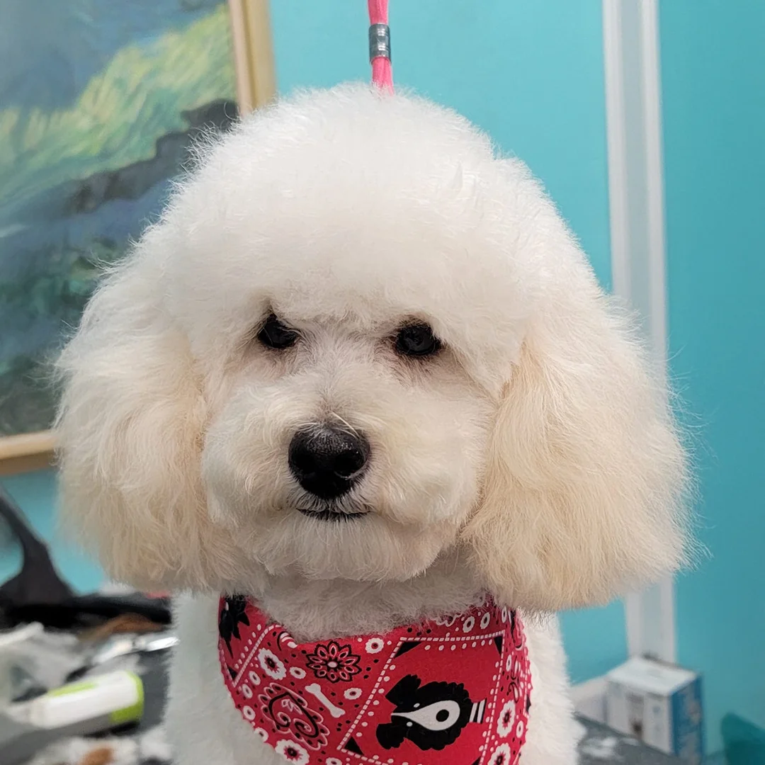White poodle mix with fluffy ears and red bandana after grooming at Empire Pets salon.