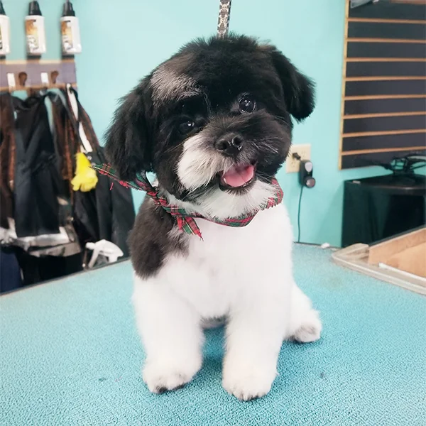 Smiling black and white Shih Tzu mix with a plaid ribbon collar sits on a grooming table after a fresh cut at Empire Pets.