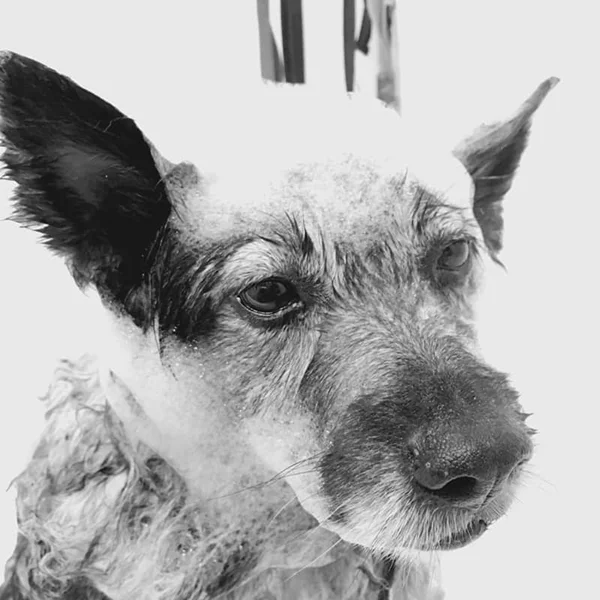 Close-up of an Australian Cattle Dog covered in suds during a bath, captured in black and white at Empire Pets.