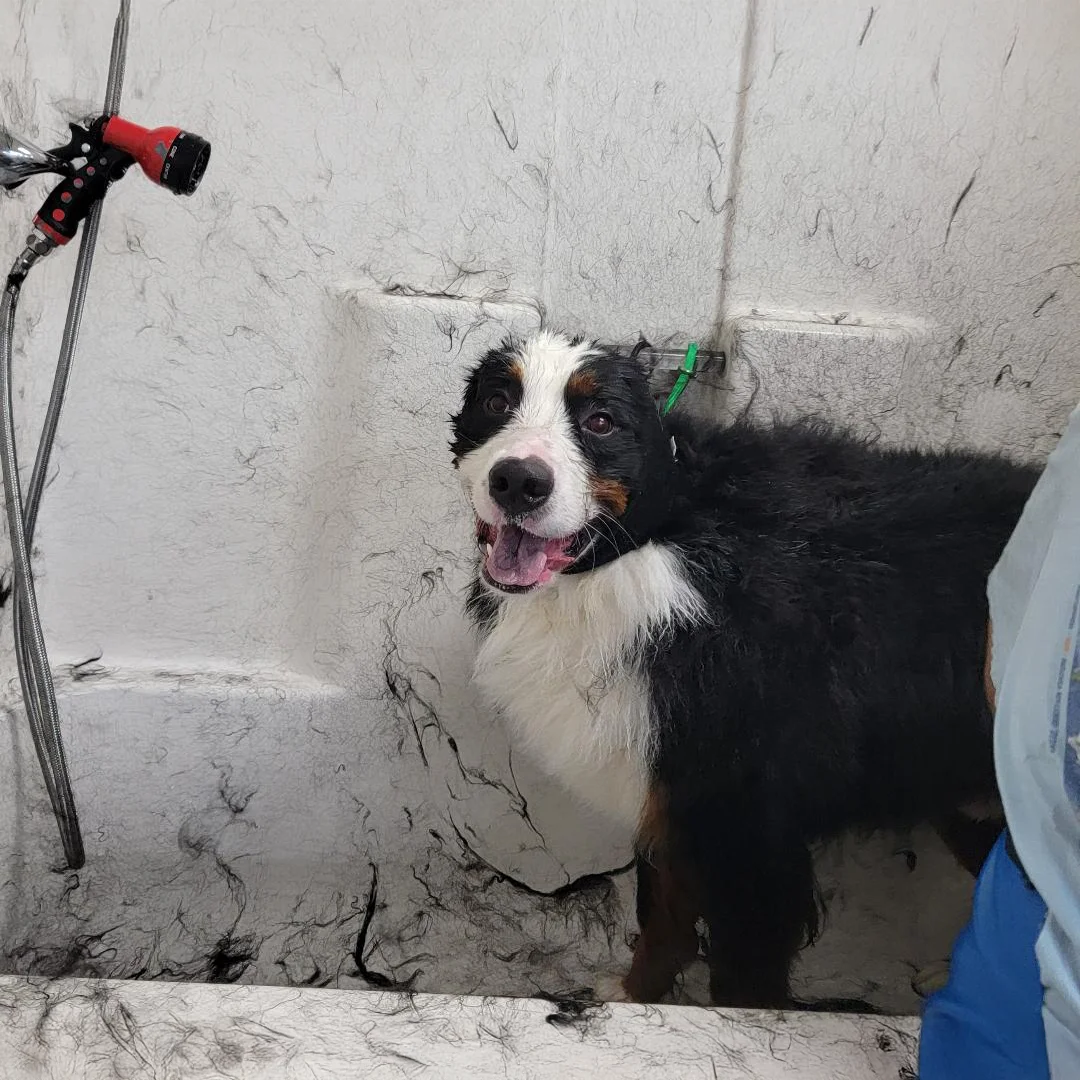 Wet Bernese Mountain Dog stands in a grooming tub mid-shed, surrounded by loose fur, during a bath at Empire Pets.