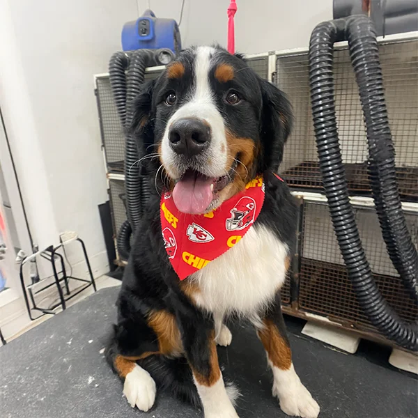 Smiling Bernese Mountain Dog wearing a Kansas City Chiefs bandana sits on a grooming table at Empire Pets.
