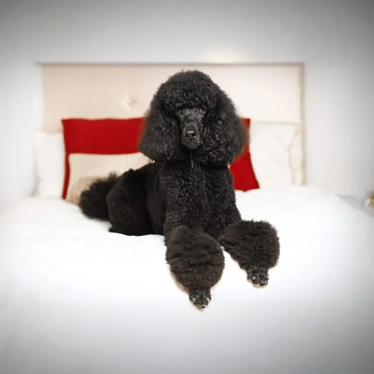 Well-groomed black Standard Poodle with a traditional cut lounges gracefully on a white bed with red accent pillows.
