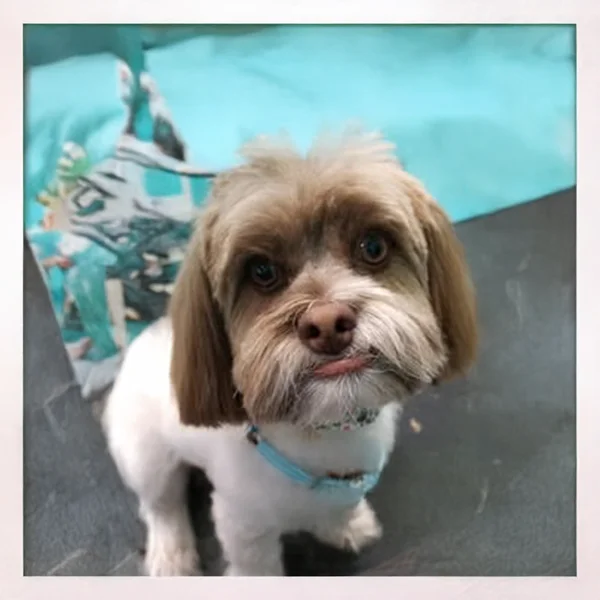 Close-up of a freshly groomed small dog with a quirky expression and neatly trimmed facial hair at Empire Pets.