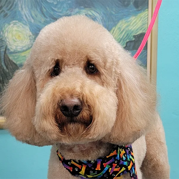 Groomed tan Poodle wearing a colorful bone-patterned bandana poses in front of a Starry Night-style mural at Empire Pets.
