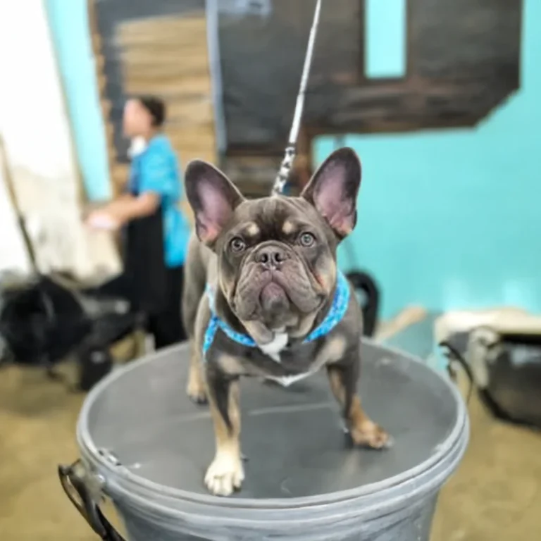 Alert French Bulldog wearing a blue patterned harness stands on a grooming table at Empire Pets.