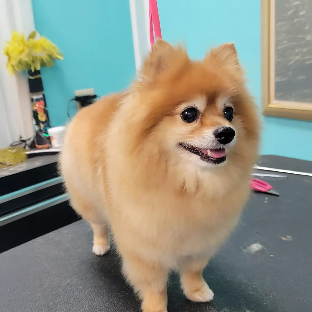 Smiling Pomeranian with a full, fluffy coat standing on a grooming table at Empire Pets.
