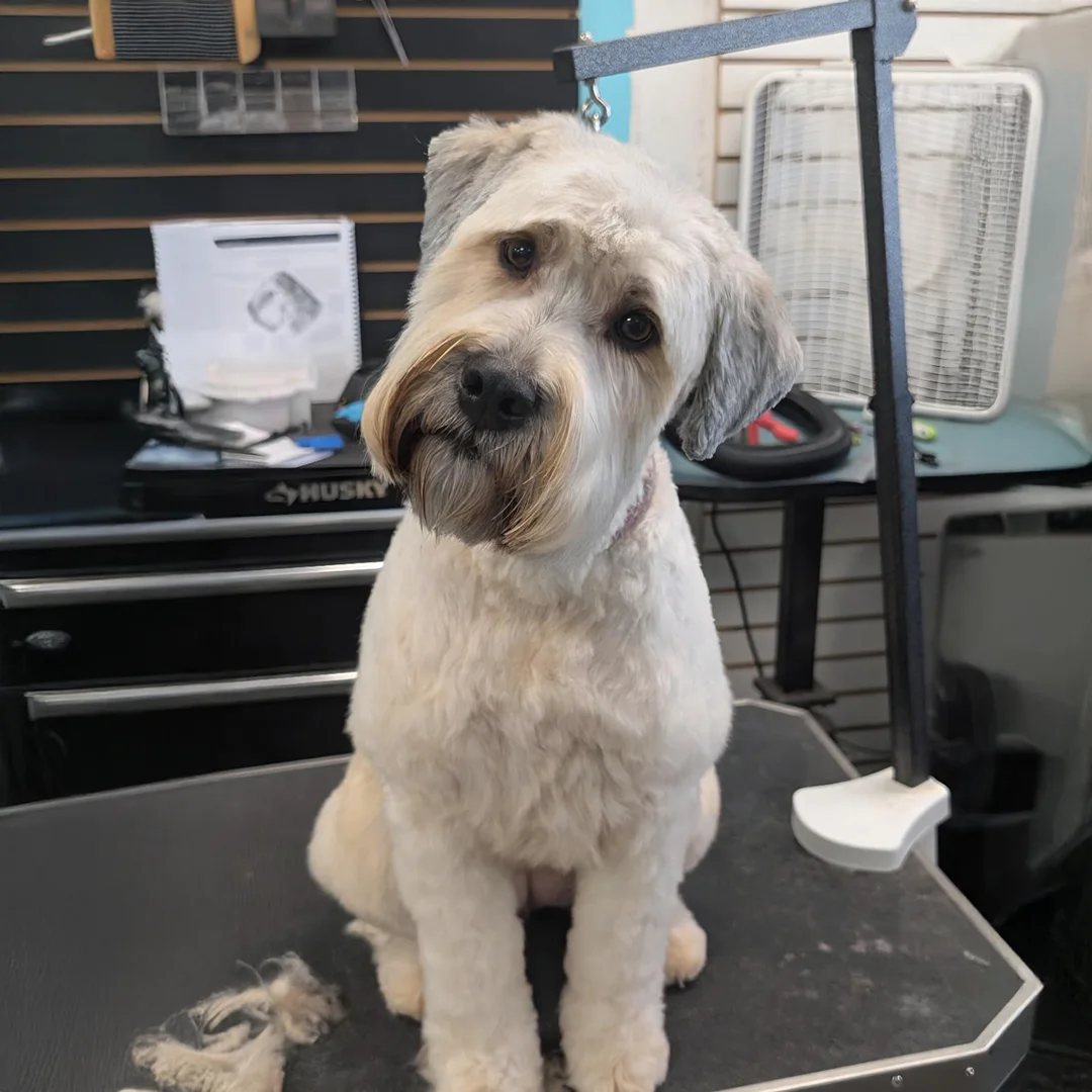 Soft-coated Wheaten Terrier with a tilted head poses on the grooming table after a fresh haircut at Empire Pets.