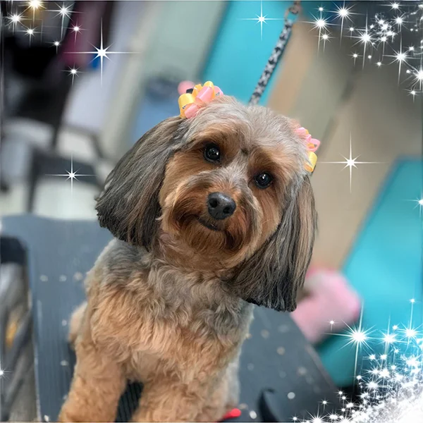 Small dog with neatly groomed coat and colorful bows in her hair poses on a grooming table with sparkle effects at Empire Pets.