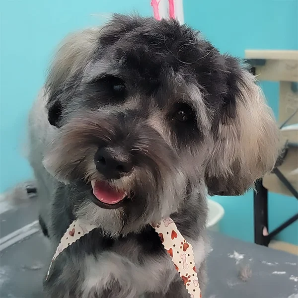 Smiling black and gray dog with a bone-print bandana tilts its head playfully after grooming at Empire Pets.