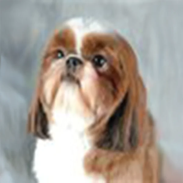Close-up of a well-groomed brown and white Shih Tzu with a smooth coat and tidy face.