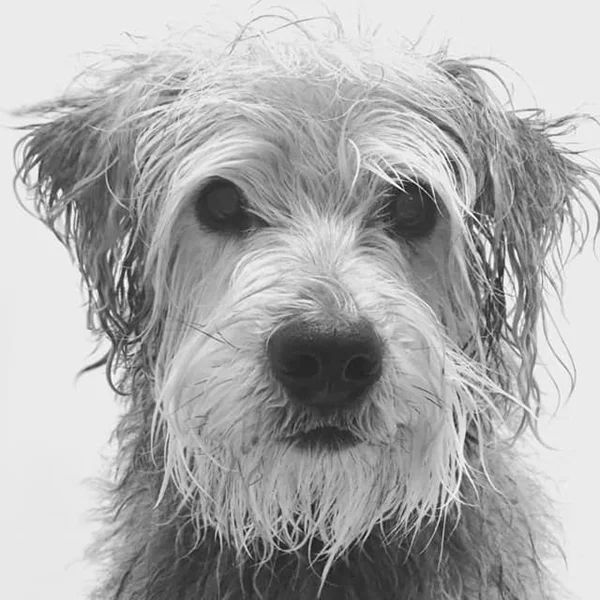 Close-up of a shaggy dog soaking wet during a bath, captured in black and white at Empire Pets.