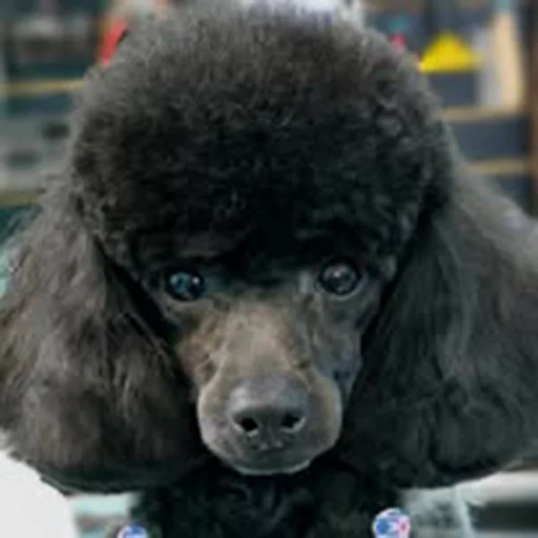 Close-up of a black Toy Poodle with a rounded head and neatly groomed ears after a show-style cut at Empire Pets.